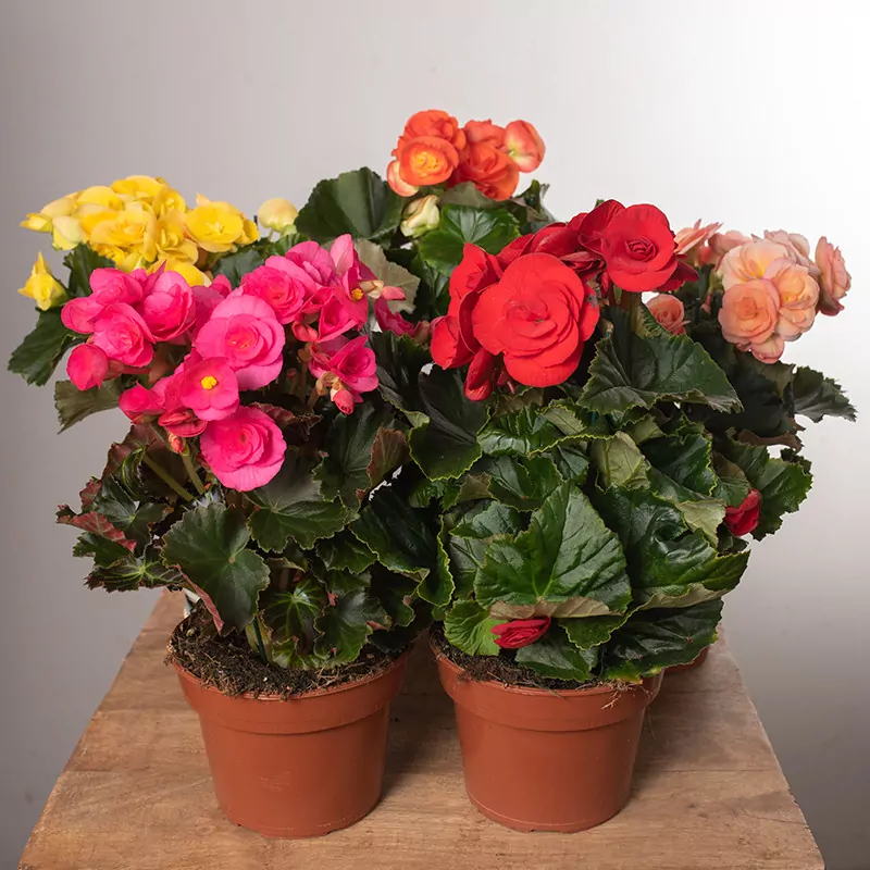 Begonia