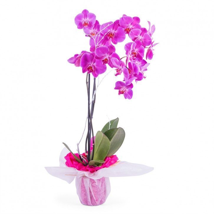 Orchidea (Storczyk)