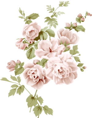 garden-roses-cabbage-rose-cut-flowers-floral-design-flower-bouquet-flower-343e1177e28d83956bfc40df143eb847